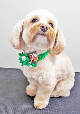 前原クッキーちゃん