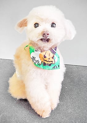 田淵コマロちゃん