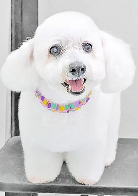 吉本ラピスちゃん