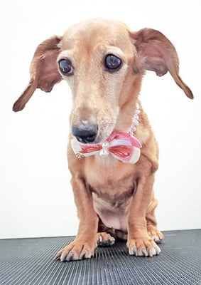 別府モモちゃん