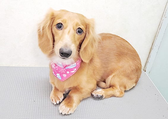 久保小春ちゃん