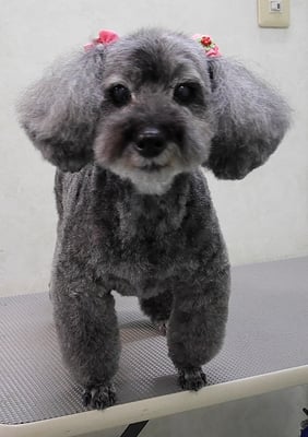 本渡プリンちゃん