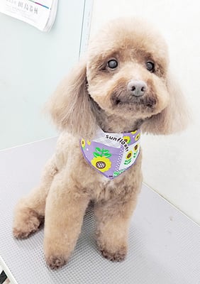 台場モコちゃん