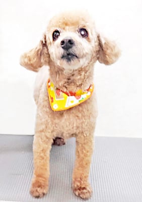 本田ゆめちゃん