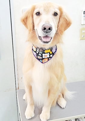 片柳ハークちゃん