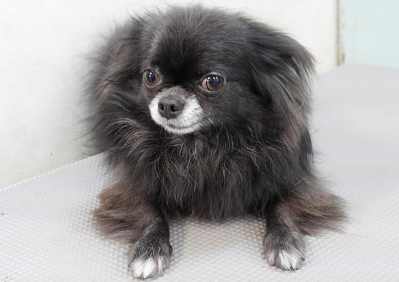 森崎シロちゃん