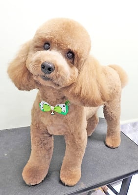 細田モカちゃん