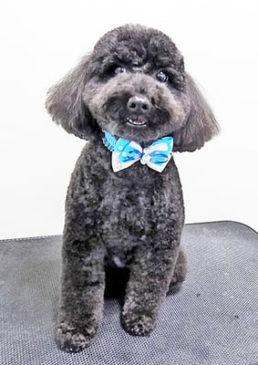 本坊ダノちゃん