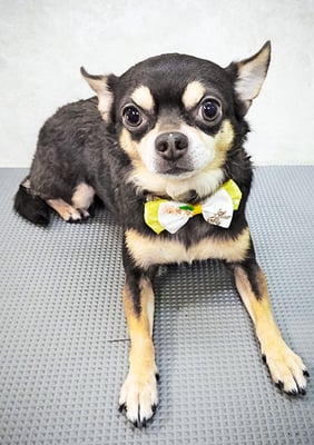 山本チロちゃん