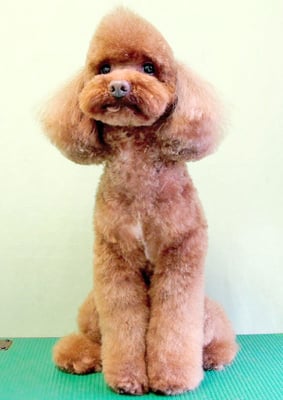 台場モコちゃん