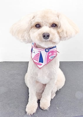 岩元チルちゃん