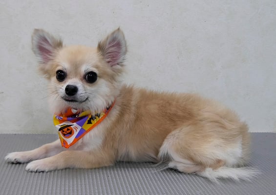 桜木おかゆちゃん