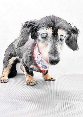 谷口チョコちゃん