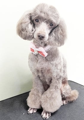 渡辺モップちゃん