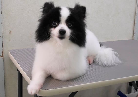 森崎マリアンちゃん