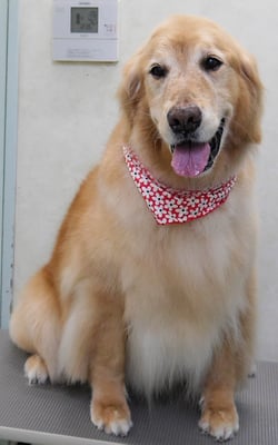 園田ファミレちゃん