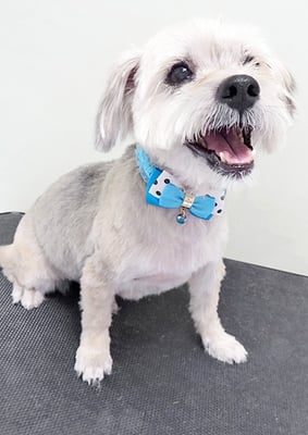 一本桜温泉ショコラちゃん