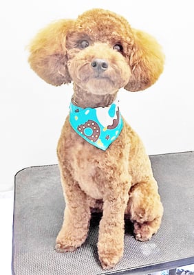 寺園チョコちゃん