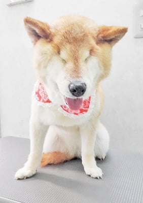 瀧川カルちゃん