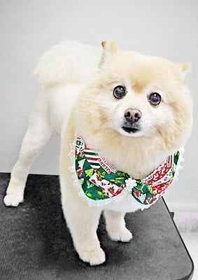 徳留クマちゃん