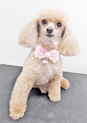 森崎ネネちゃん