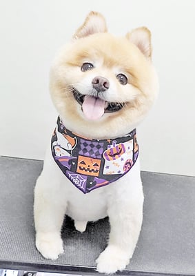 中間小次郎ちゃん