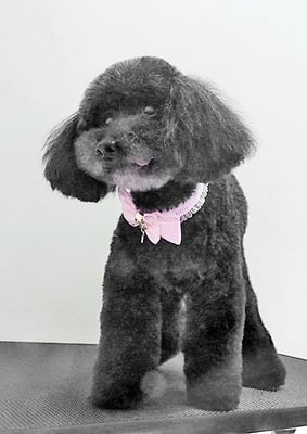 藤村スピナちゃん