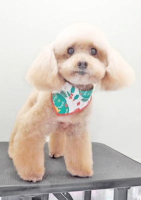 福田ダイアリーちゃん