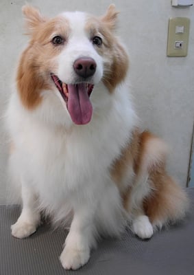 森本アンズちゃん