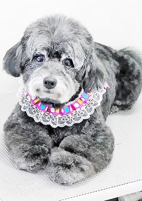 菅原クーちゃん