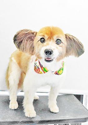 玉利ゆずちゃん