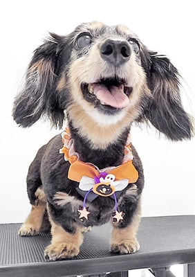 谷口チョコちゃん