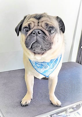 田邊ギンちゃん