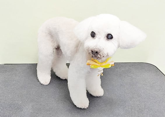 三宅美豚ちゃん