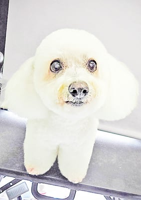 吉本ラピスちゃん