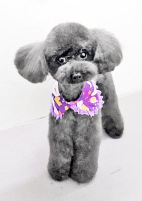 鈴木めめちゃん