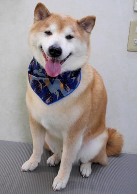 竹崎クウちゃん