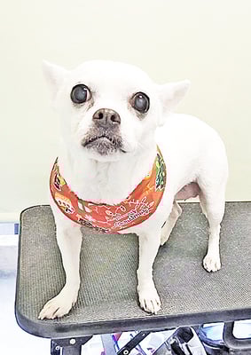 新山ランちゃん