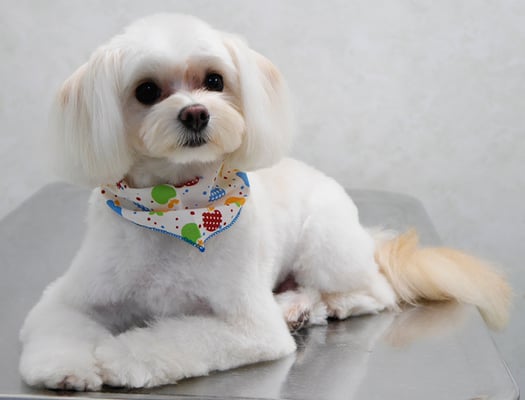 大脇ココアちゃん