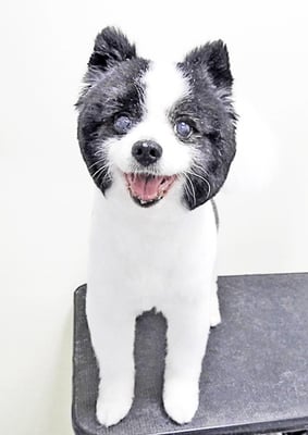 八木マリアンちゃん