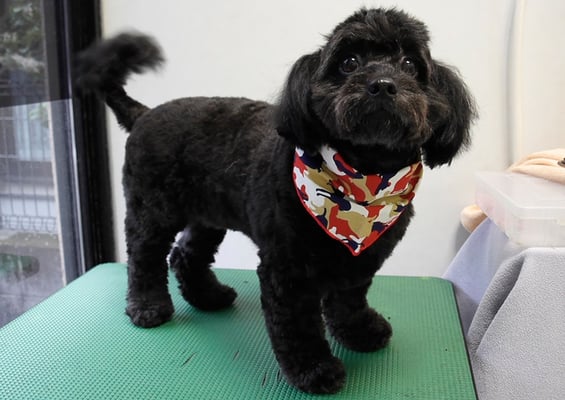 菅原クーちゃん