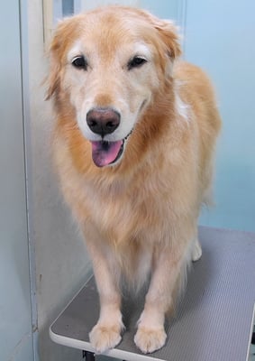 菊川チェリーちゃん