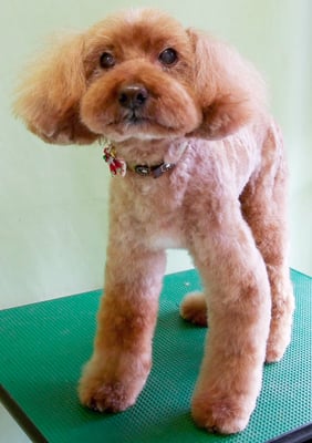 米澤ミントちゃん