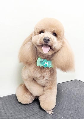 佐多ぶいちゃん