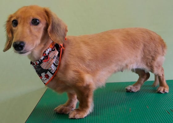 山下チョコちゃん