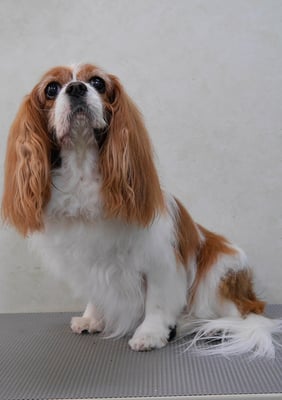 福留ジルちゃん