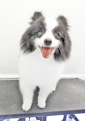 八木マリアンちゃん