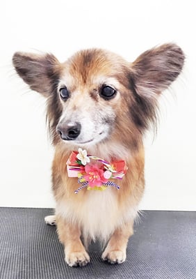 田島ベリちゃん