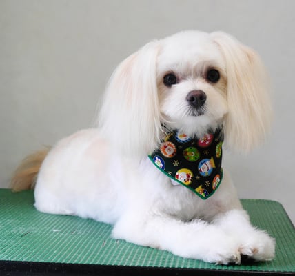 大脇ココアちゃん