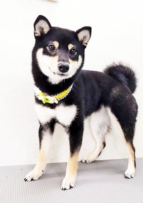 西元風子ちゃん